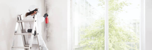 Best Mold Damage Restoration  in Marcellus, MI
