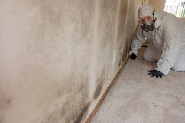 Best Asbestos and Lead Testing During Mold Inspection  in Marcellus, MI